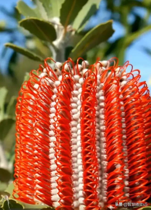 铁树开花的方法，铁树开花的方法有哪些（铁树开花了，也有芬芳的一天）