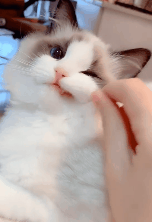 要喂布偶猫吃米饭怎么做，布偶猫每天吃多少（布偶猫这样做是把你当“亲妈”了）