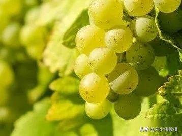 无籽葡萄究竟是怎么回事，科学家又是怎样实现葡萄无籽技术？