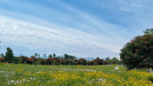 六月的菊花长啥样，一起去打卡西昌初夏美景