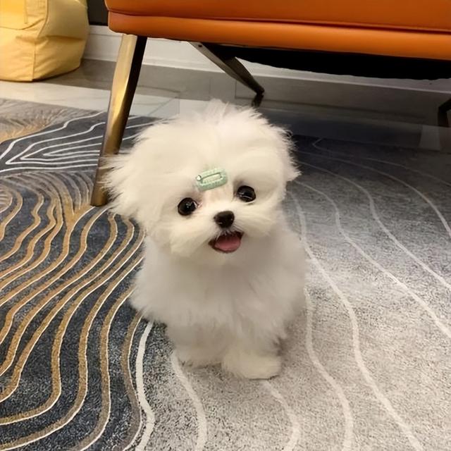 马尔济斯犬,高贵而古老的马尔济斯犬(马尔济斯犬图片)