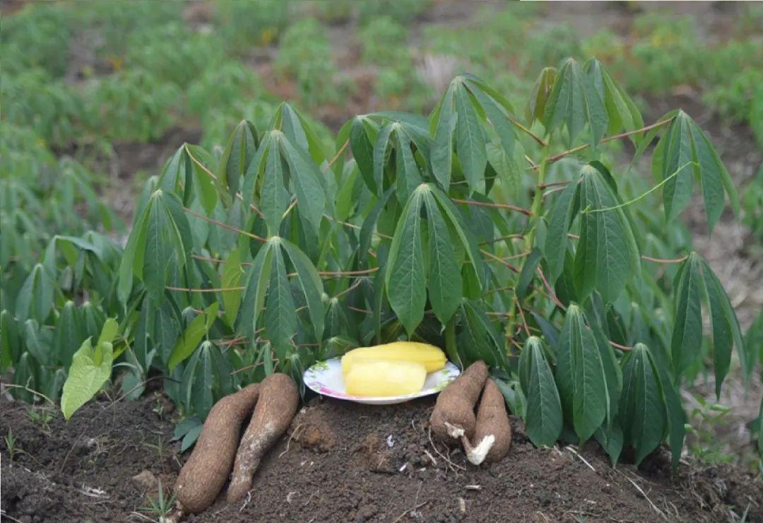 熏马肠怎么做好吃(这些来自天南海北的奇怪食材) - seo葵花宝典