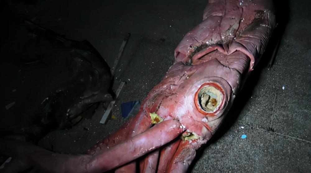 发现了一条「僵尸」鲨鱼:它身躯看起来如同丧尸一样破破烂烂,鱼恐但