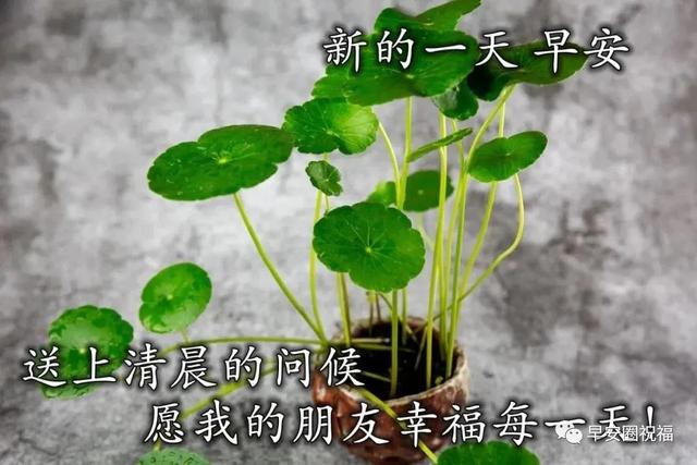 精选的祈福的话语大全，有关祈福的句子（愿苍天保佑人间无险）
