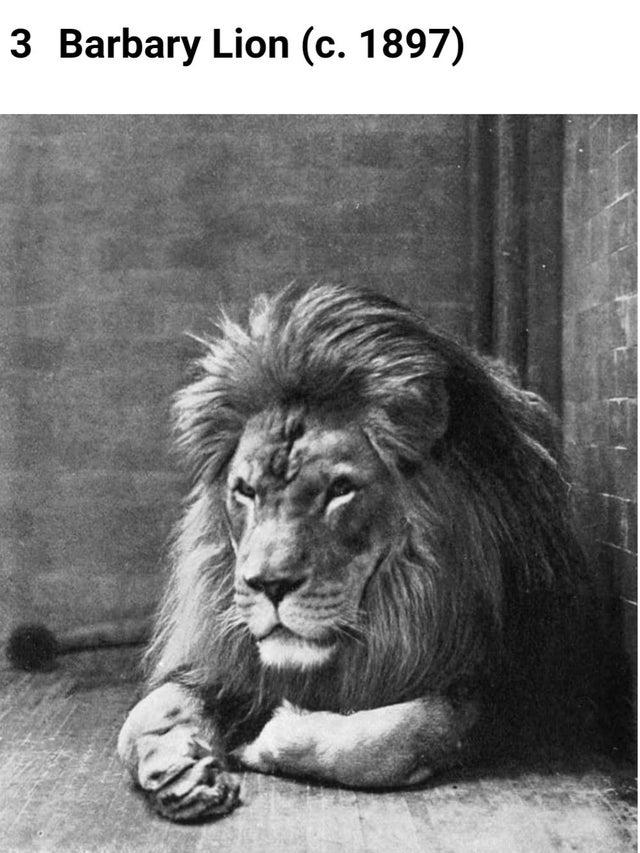 世界灭绝的动物名单，世界灭绝的动物名单网站（30张活久未见的照片）