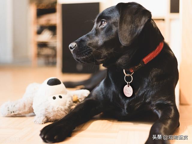 狗的品种大全，无尾狗的品种大全（而狗的分类方法也有很多种）