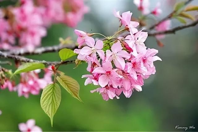 红了樱桃是什么梗,樱桃和西红柿什么梗(春天出游必备识花宝典)