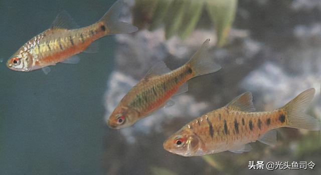 长江名贵鱼前十名，10大凶猛淡水鱼（我国保护的鱼类有87种）