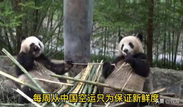 食铁兽为什么是大熊猫，大熊猫为什么叫食铁兽（中国“高价出租”的国宝）