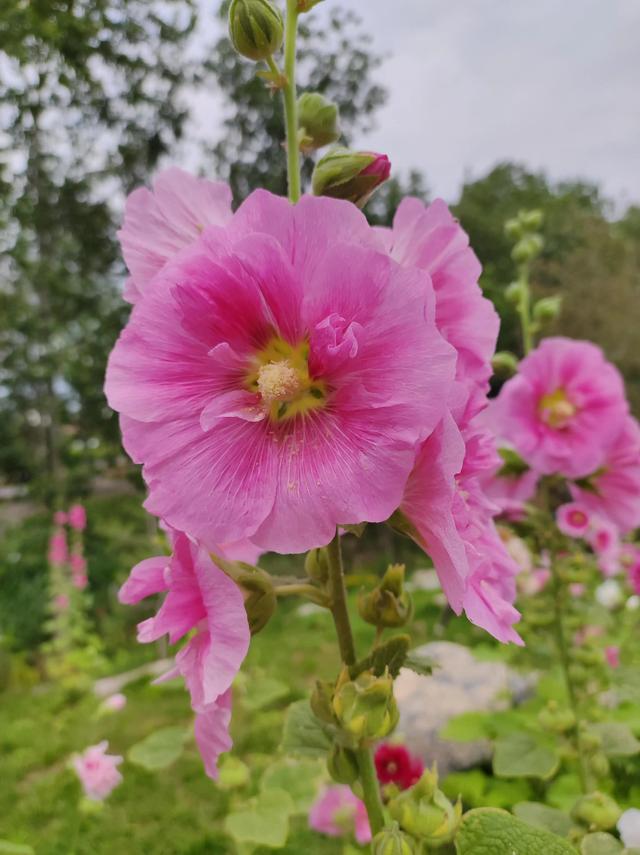 语梦的寓意（蜀葵花语是梦）