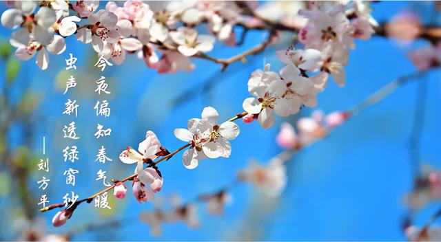 虫声新透绿窗纱，虫声新透绿窗纱的前一句（惊蛰，虫声新透绿窗纱）