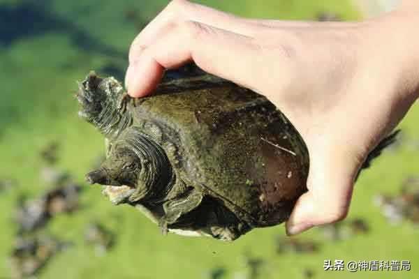 三爪甲鱼四爪鳖图片