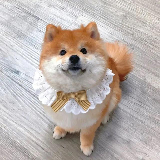 斗图，微信头像，斗图（抖音热门头像）