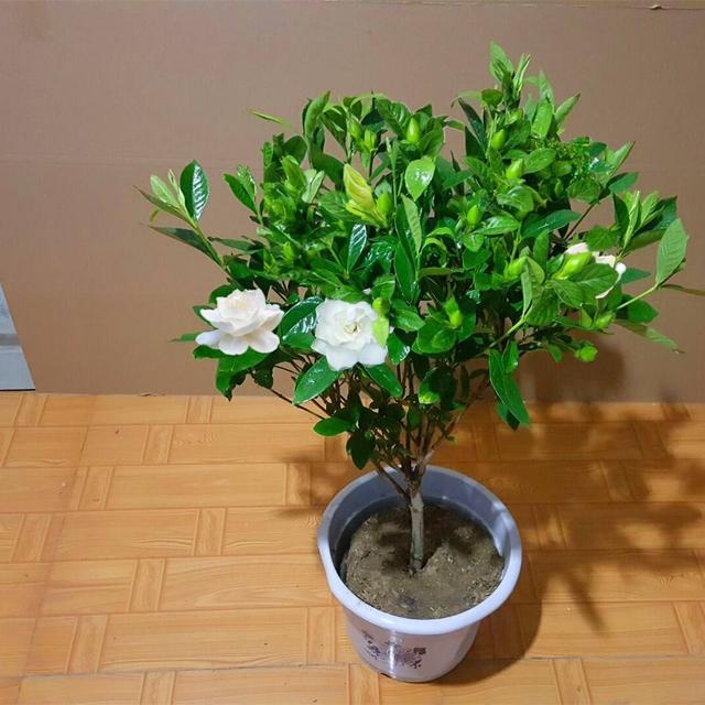 10种不吉利的花，5种花越养越“不吉利”