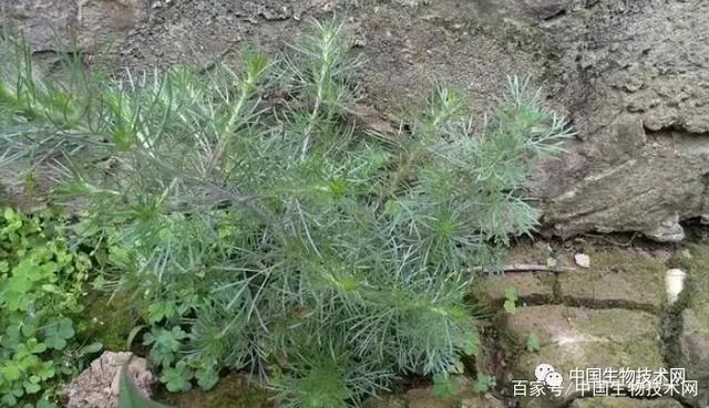 生命力顽强的植物有抗衰老，生活中你还知道哪些生命力顽强的植物（一种常见的天然植物提取物能延长线虫寿命40%）