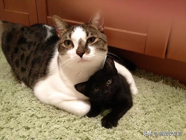 女生接受你的表现，女人允许你撩的暗示（大猫竟然对小猫会做出这样的事）