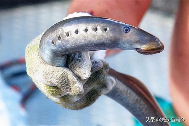 长江名贵鱼前十名，10大凶猛淡水鱼（我国保护的鱼类有87种）