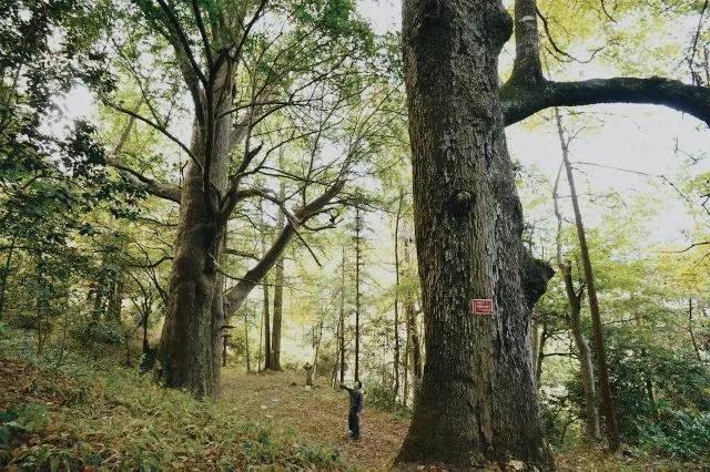 红豆杉的功效与作用，红豆杉的功效与作用及副作用（国家一级珍稀濒危植物）