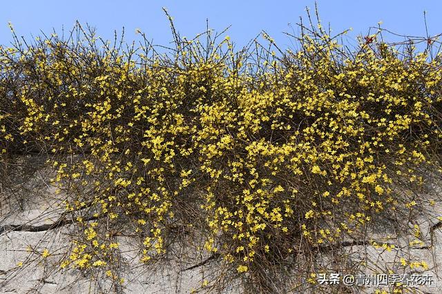 春天开的花有哪些，花名、颜色（每一个品种都能开成花海景观）