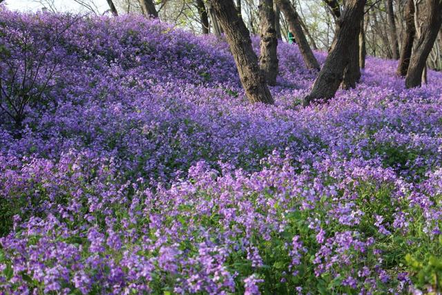 鲜花的花语和花的数目的寓意，鲜花数量的寓意（100种迷人的“数字花”）