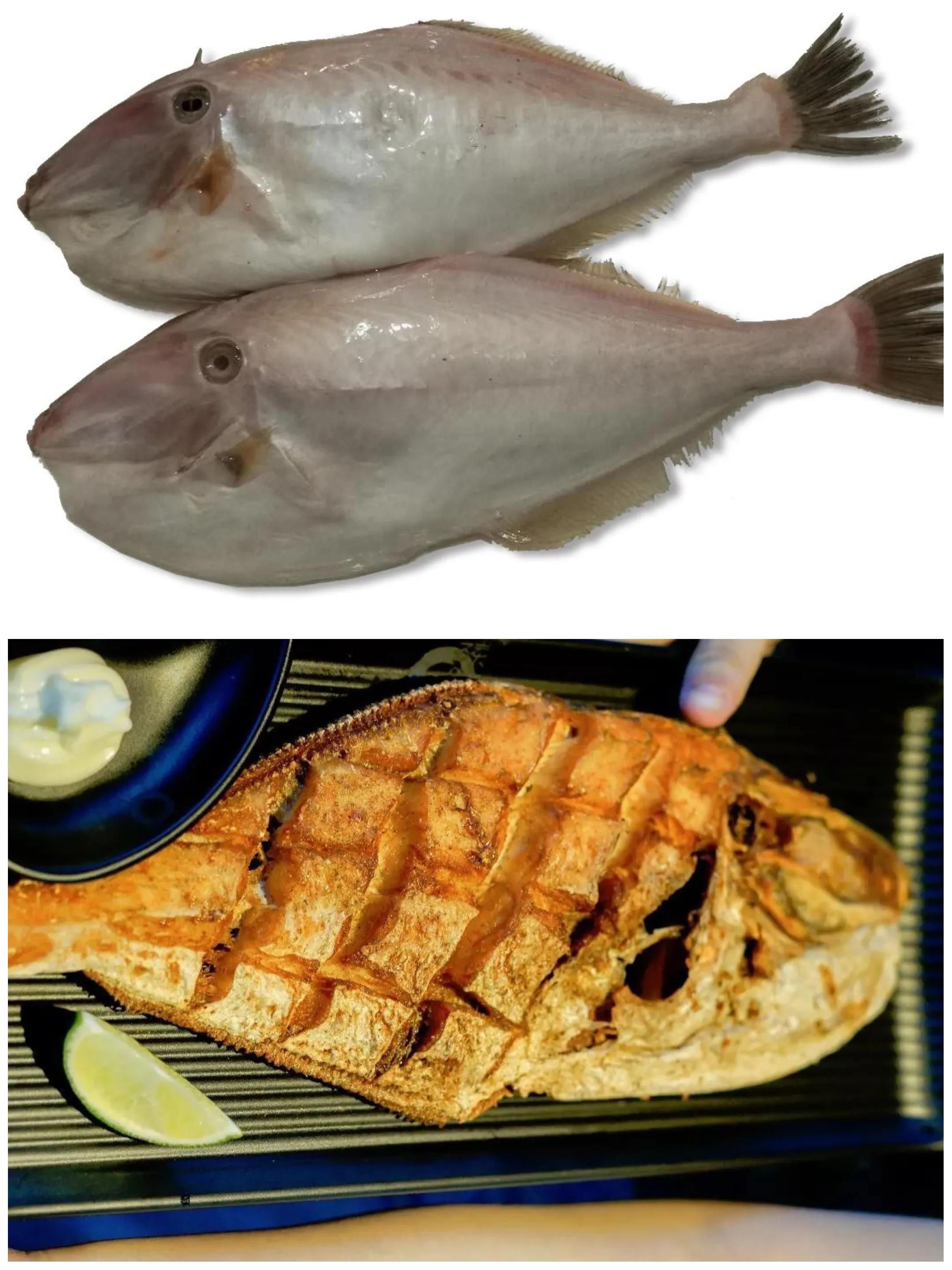 100种常见海鱼大全名字(几十种海鱼你都吃过吗)