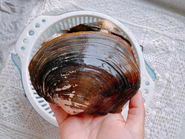 爆炒河蚌的做法，爆炒河蚌肉的做法（4月必吃的一种河鲜）