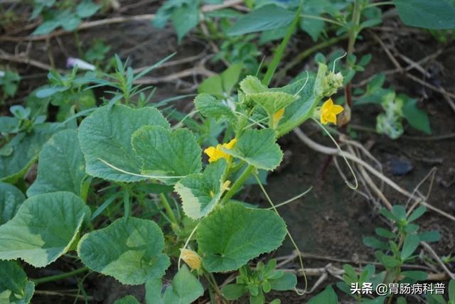 曼陀罗花的图片，曼陀罗花是什么（301味中药材的原植物彩色图谱）