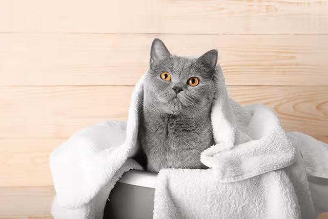 白又白猫咪沐浴露，喵药君教你如何正确的给猫洗澡