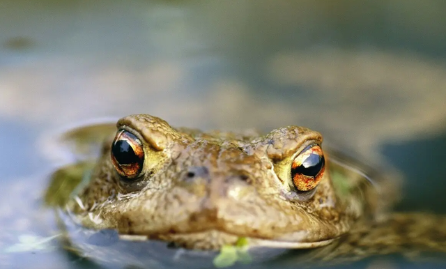 蟾蜍有毒吗，很多人或许都觉得很意外（红色的蟾蜍有毒吗）