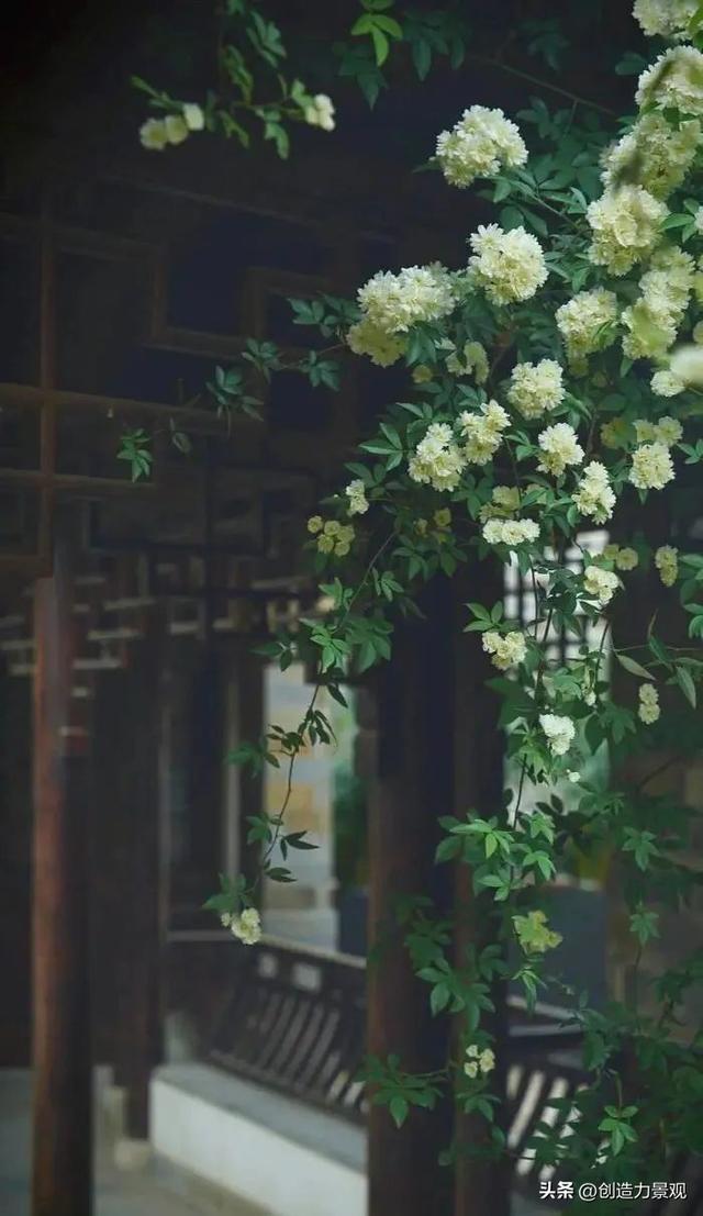 木香花是什么，木香花是什么样子的（美色不逊月季的爬藤植物——木香花）