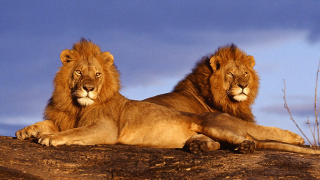 狮子是什么王?森林之王，狮子是什么王（狮子如果碰见了老虎）