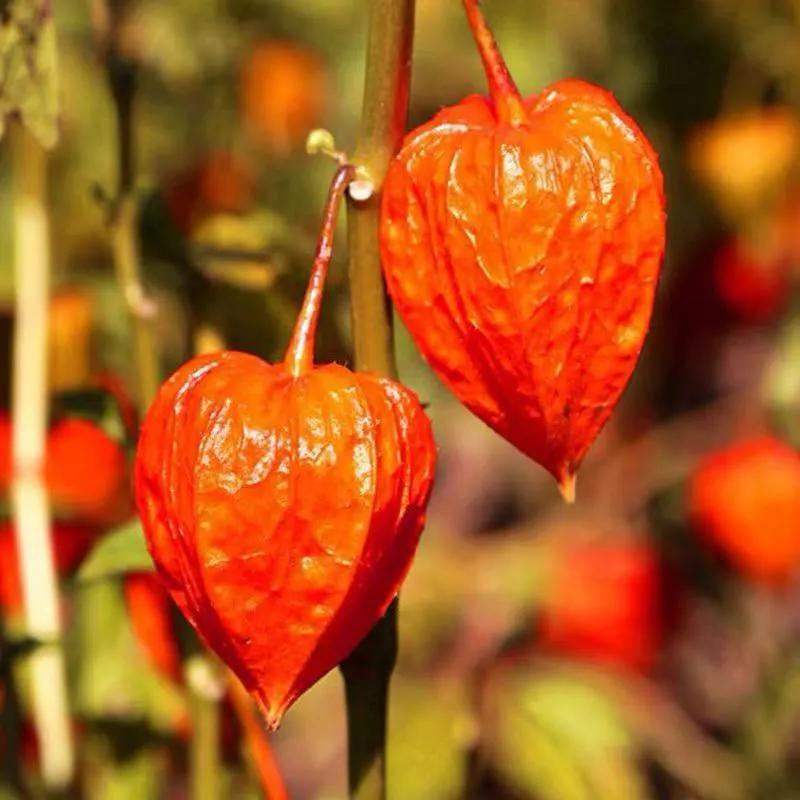 又名红菇娘,挂金灯,戈力,灯笼草,洛神珠,泡泡草,鬼灯等.