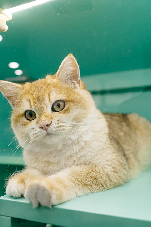 深圳海洋世界攻略，海洋馆、水秀剧场、梦幻巡游…在这里全都有