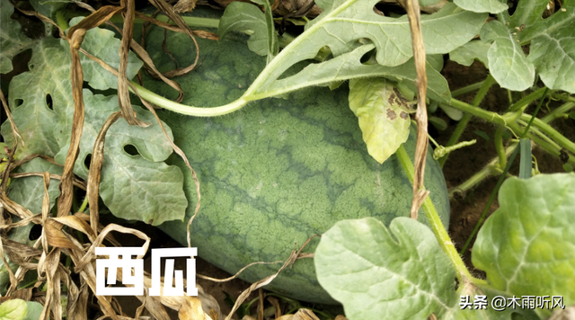西瓜的种植方法，盆栽小西瓜的种植方法（多学会几个管理措施）
