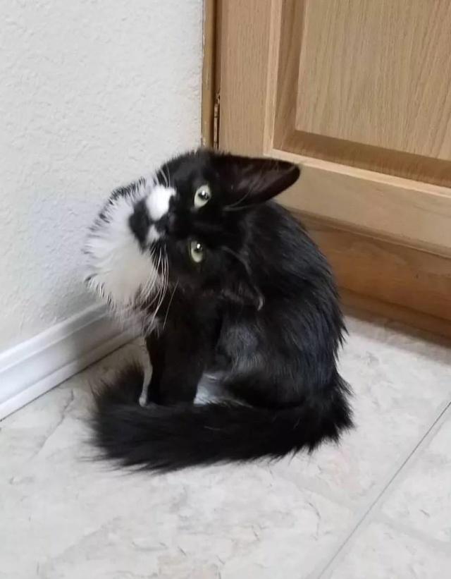 猫咪摇头,猫咪频频摇头究竟是什么原因(猫咪甩头甩出口水)