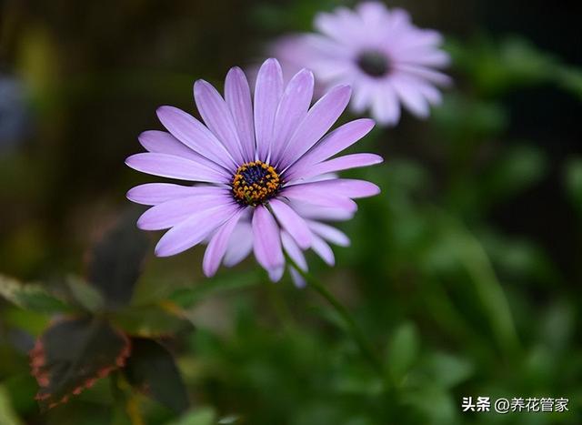 小雏菊的花语和寓意，小雏菊花语象征与寓意是什么（总有一种打动你）