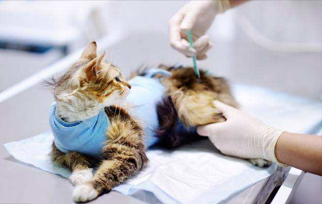 养猫训猫技巧，如何正确训练猫咪