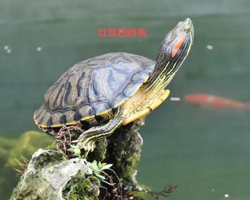 如何喂养地图龟，乌龟地图怎么养（便宜又能提高饲养技能的）