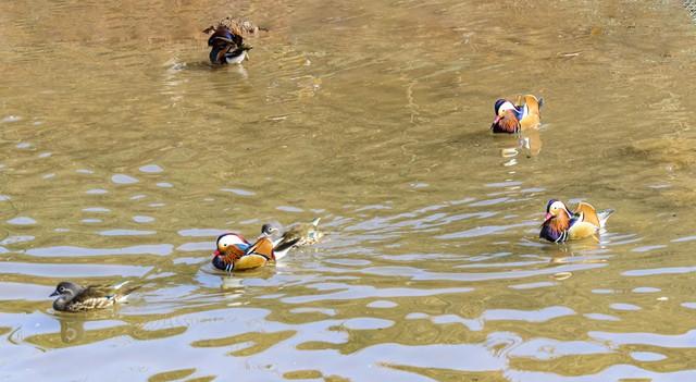 做什么梦说明爱情要来了，什么梦预示真爱到了（爱情魅力追求梦）
