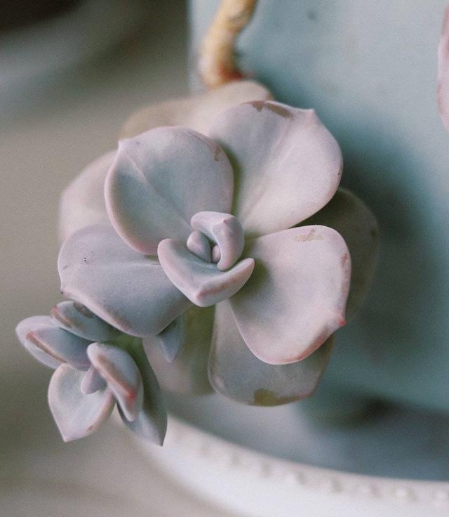 多肉植物怎么种植最合适，养多肉的3个“正确方法”