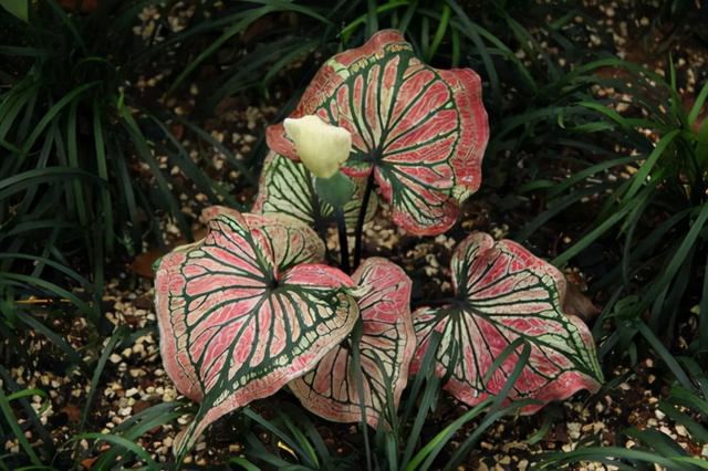 花，花好月圆人长久（72种鲜花欣赏图片）