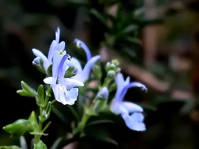 蝴蝶花的花语，118种爱的含义