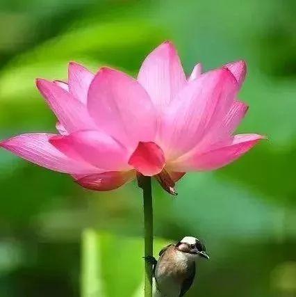 中国最美的散文，现代诗歌散文（贵州煜华中国传统文化传承网美文推送）