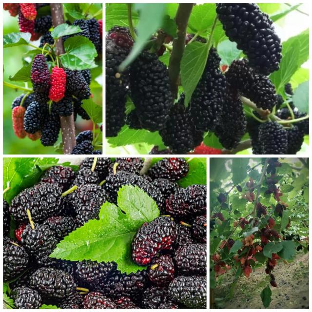 鸡嗉子果泡酒方法，泡鸡子酒处方（儿时的回忆）