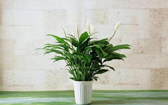 金丝吊蝴蝶花语是什么，金丝吊蝴蝶的花语（家里一放“转运气”）