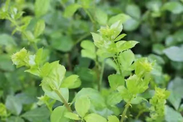 带刺的野菜图片及名称图片，5种扎手的带刺的草