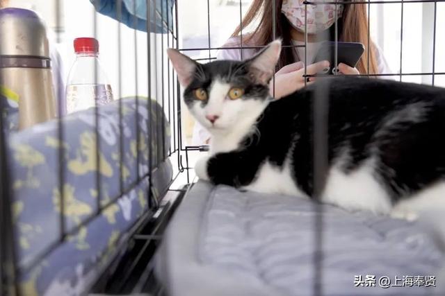 上海宠物领养活动，收养代替购买~在奉浦街道