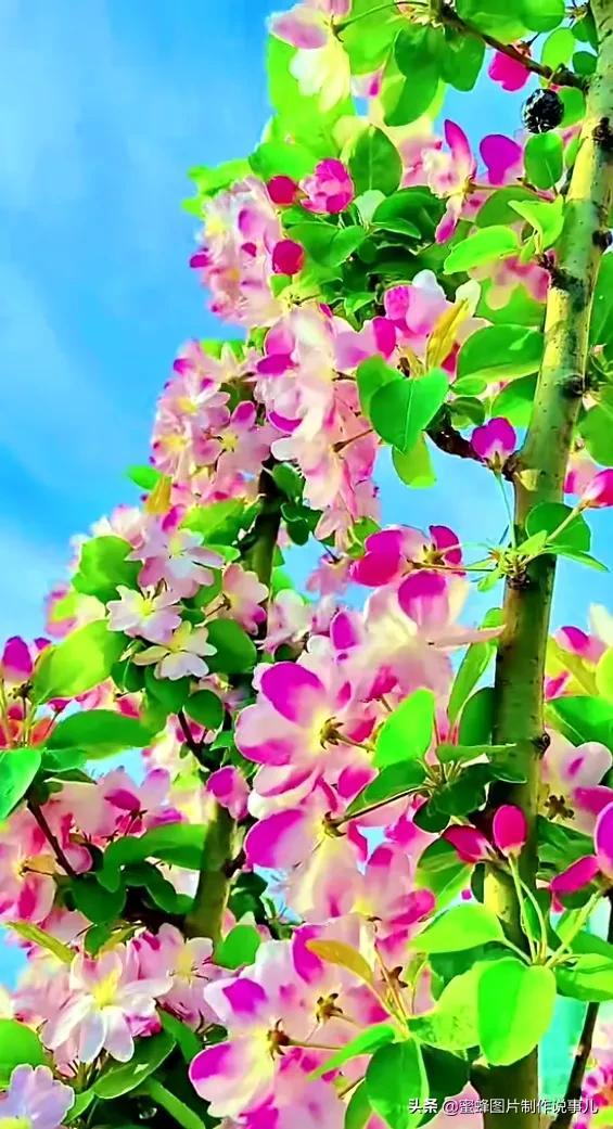 风景美图，风景美图壁纸（鲜花争艳，美景如画，过目不忘）