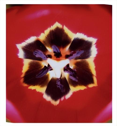 花朵的构造有哪些，花朵的组成结构（暴力拆解花朵的几何结构）