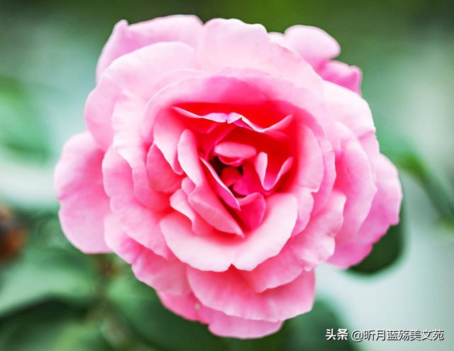 有你真好的说说，有你超甜的句子（岁月无言，春风十里，有你真好）